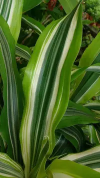 Corn Plant