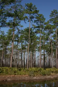 Slash Pine (Pinus elliottii) plant