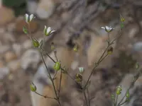 Arenaria modesta
