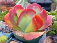 Kalanchoe luciae