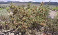 desert peach