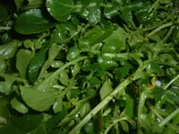 watercress