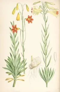 lemon lily