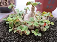 Grendelion (Dorstenia foetida) plant