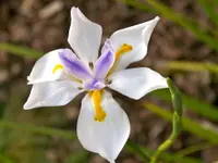 Fairy iris