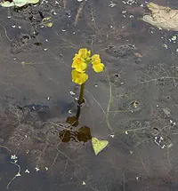 leafy bladderwort