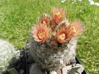 Big Bend foxtail cactus