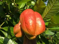akee