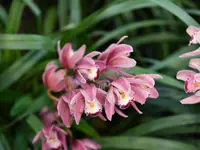 Cymbidium ensifolium