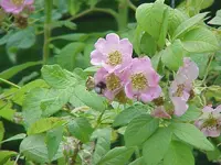 big-hip rose