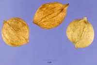 mockernut