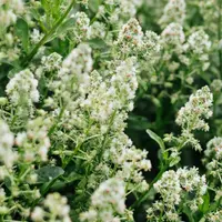 garden mignonette (Reseda odorata) plant