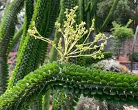 Alluaudia procera blooms