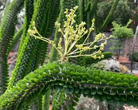 Alluaudia procera blooms