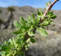 peach thorn