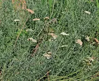 Yarrow (Achillea crithmifolia) plant