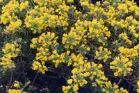 Alyssum loiseleurii (Alyssum loiseleurii) plant