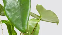 Elephant Ear