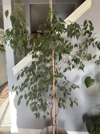 Weeping Fig photo by a Botan App user