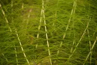 Cyperus papyrus leaves