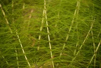 Cyperus papyrus leaves