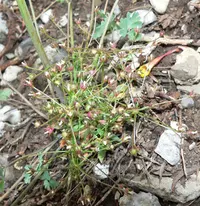 pygmyflower rockjasmine
