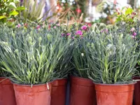 Dianthus caryophyllus