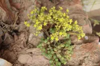 Miniature Joshua Tree