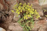 Miniature Joshua Tree
