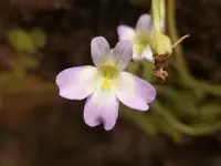 Pinguicula hirtiflora
