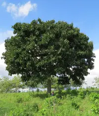 coco (Lecythis ampla) plant