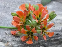 Bomarea ovallei (Bomarea ovallei) plant