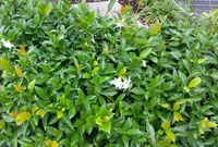 Trachelospermum jasminoides leaf