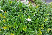 Trachelospermum jasminoides leaf