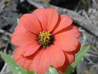Peruvian zinnia