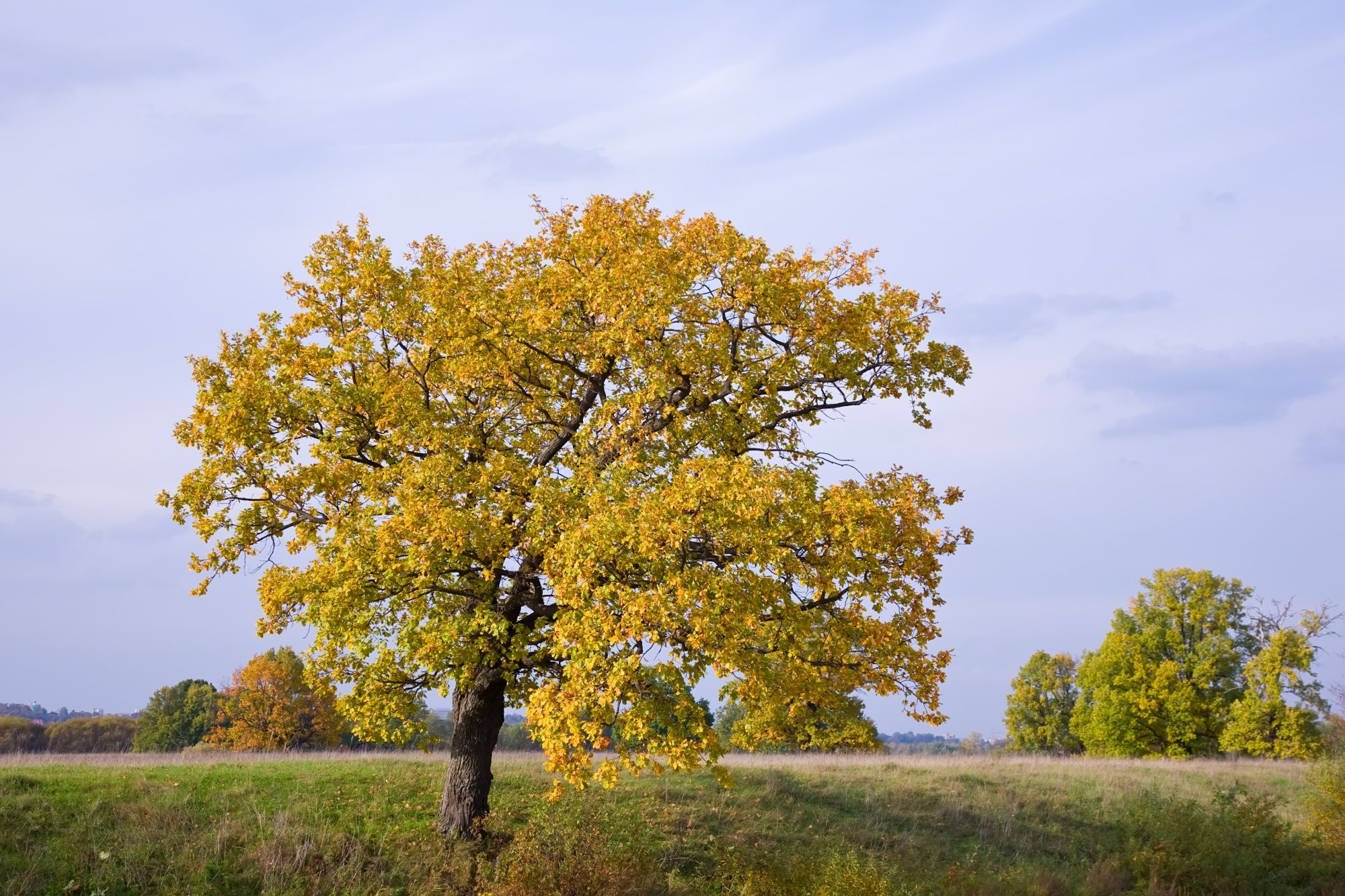 Trees to Avoid Planting in Front of House - Sweetgum