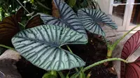 Alocasia nebula