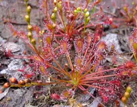 spoonleaf sundew