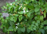 Japanese honeysuckle