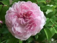 Rose (Rosa 'Marchesa Boccella') plant