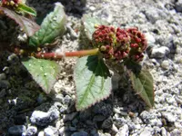 Asthma plant