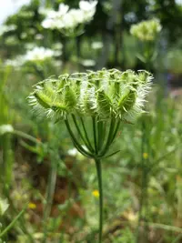 Large-flowered Orlaya (Orlaya grandiflora) plant