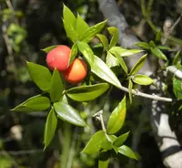Chain Fruit