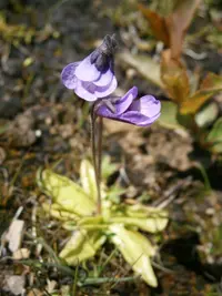 Southern Butterwort
