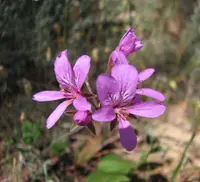 magenta stork's-bill