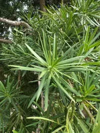 Brown Pine