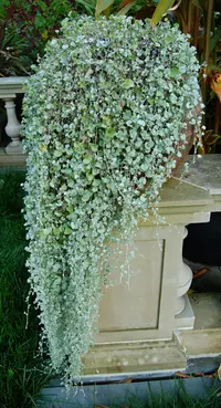 Silver ponysfoot