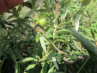 willow leaf cherry
