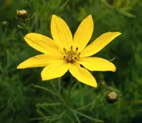 Threadleaf coreopsis