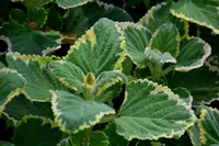 speckled spur flower